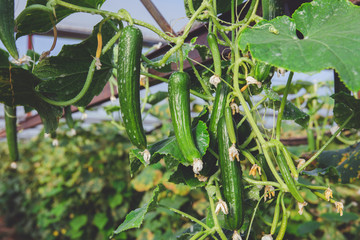 Obraz premium Fresh ripe natural, organic and delicious cucumbers hanging on the vine of a cucumber or gherkin plant in the garden or greenhouse