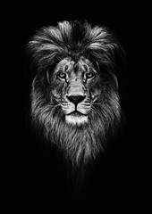 Portrait of a Beautiful lion, lion in dark. Royal Portrait.