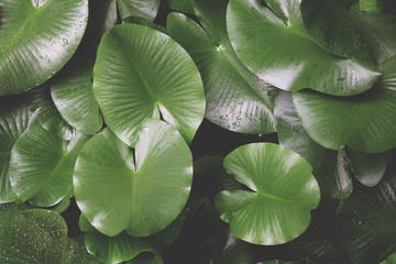 Obraz premium green leaves of tropical plants (crushed blacks)