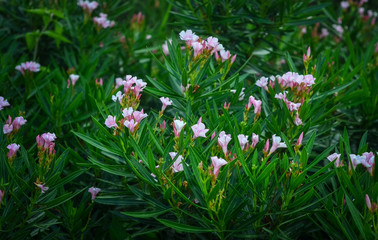 Obraz na płótnie Canvas Little pink flower in garden