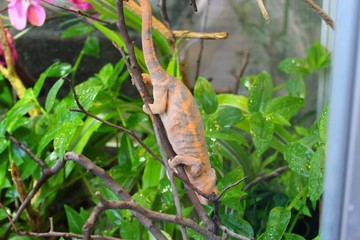 Gekko rosse dans son vivarium au zoo