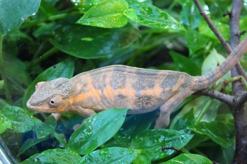 Gekko rosse dans son vivarium au zoo