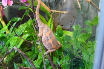 Gekko rosse dans son vivarium au zoo