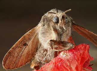 Moth sitting on a red flower. Macro.