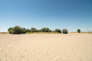 Fototapeta na wymiar Line of trees between beach sand and a blue sky near the ocean