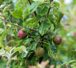 apples on tree