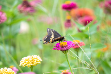 Fototapeta premium A black swallowtail butterfly with yellow and black coloring in a garden full of purple, pink, red, and orange zinnia flowers