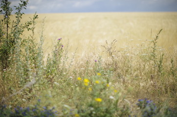 Obraz premium field of yellow flowers