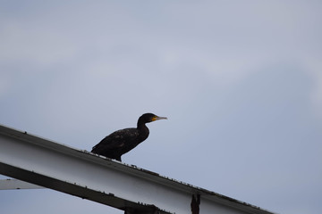 Cormorant