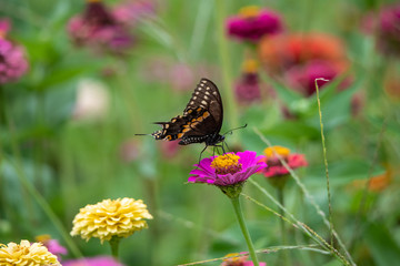 A black swallowtail butterfly with yellow and black coloring in a garden full of purple, pink, red, and orange zinnia flowers