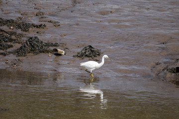 egret on a riverbank