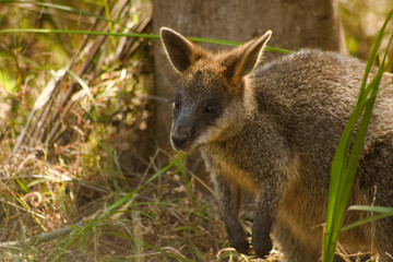 Naklejka na ściany i meble A wallaby hiding in the brush along a hiking trail in Victoria Australia