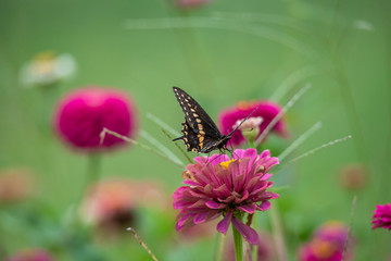 A black swallowtail butterfly with yellow and black coloring in a garden full of purple, pink, red, and orange zinnia flowers