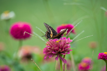 A black swallowtail butterfly with yellow and black coloring in a garden full of purple, pink, red, and orange zinnia flowers