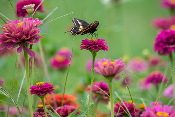 A black swallowtail butterfly with yellow and black coloring in a garden full of purple, pink, red, and orange zinnia flowers