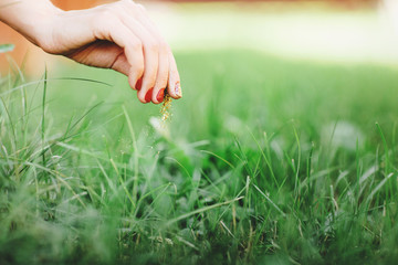 Burning weeds in the grass. Close up of woman's hand, takes care of the lawn. Space for text