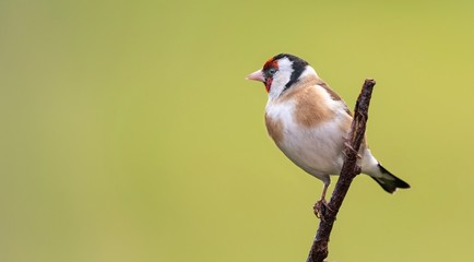 A Goldfinch perching on a branch with a green background 