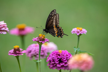 Fototapeta na wymiar A black swallowtail butterfly with yellow and black coloring in a garden full of purple, pink, red, and orange zinnia flowers