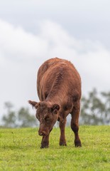 A close up photo of a brown Cow 