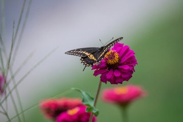 A black swallowtail butterfly with yellow and black coloring in a garden full of purple, pink, red, and orange zinnia flowers