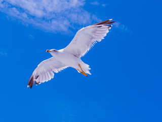 Italian Sea Gull Flying Portrait
