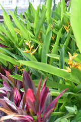 Obraz premium Tropical Flowers