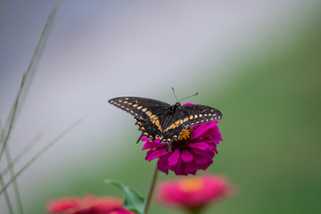 A black swallowtail butterfly with yellow and black coloring in a garden full of purple, pink, red, and orange zinnia flowers