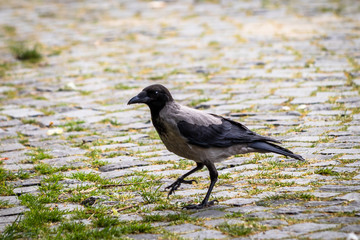 Ravens in a park look for food in a grass
