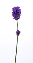 Single blooming Lavender branch, isolated on white background.