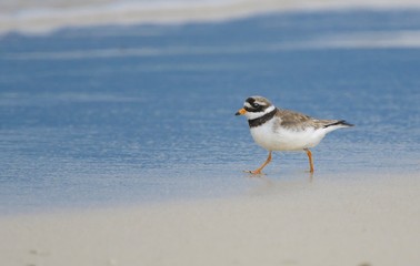 A Ringed Plover foraging on a beach 