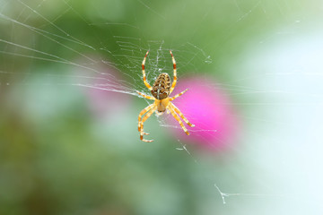 Makro Kreuzspinne Hintergrund