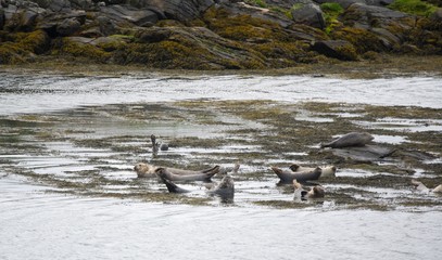 Wild Seals basking on rock on the Isle of Harris, Outer Hebrides 