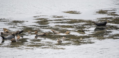 Wild Seals on the Isle of Harris, Outer Hebrides 