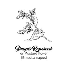 Mustard flower blossom vector illustration. Summer honey plant, canola leaves and petals freehand sketch. Blooming Sinapis rapeseed botanical engraving with inscription. Poster, banner design element