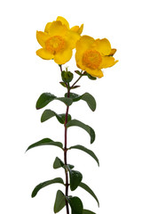 Three yellow Hypericum Hidcote flowers on straight stem with leafs. isolated on white background.