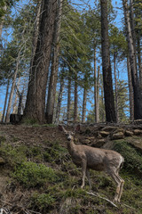 Deer in the Forest