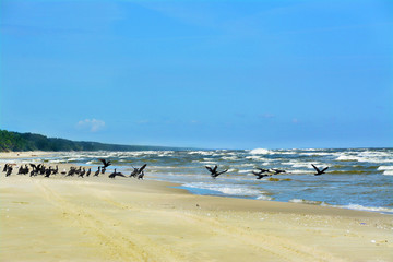 Kormorany na plaży, morze, ptaki