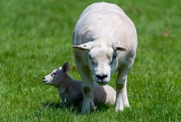 Obraz premium A close up photo of a Texel Sheep 