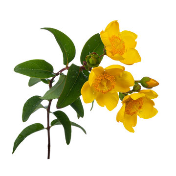 Three yellow Hypericum Hidcote flowers and buds on curved stem with leafs. isolated on white background.