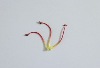 Three pollens in fibonaaci spiral shape