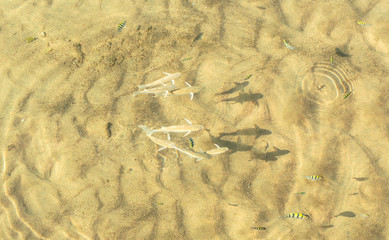 Fishes swiming in the sea water.