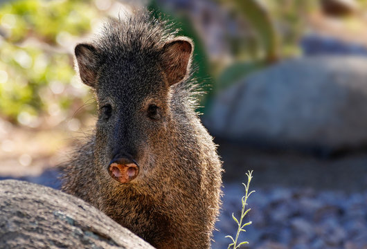 A female Javelina looks directly at the camera.