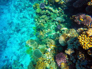Fototapeta na wymiar Amazing beautiful view of coral reef and fish in the red sea