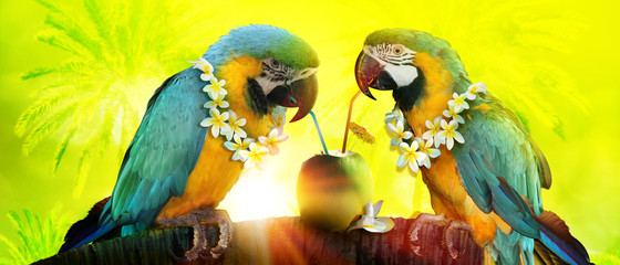 Papageien im Urlaub am Strand in den Flitterwochen