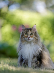 A norwegian forest cat female sitting and looking at the photographer