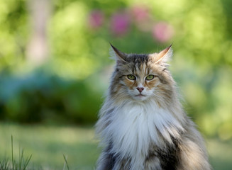 Naklejka na ściany i meble A norwegian forest cat female sitting and looking at the photographer
