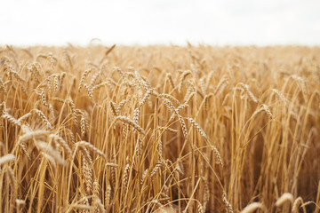 Wheat field. Ears of golden wheat close up. Beautiful Nature Sunset Landscape. Rural Scenery under Shining Sunlight. Background of ripening ears of wheat field. Rich harvest Concept. Label art design