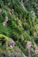 Fototapeta na wymiar herd of sheep climbing among the rocks and trees on a steep slope. fagaras mountain romania