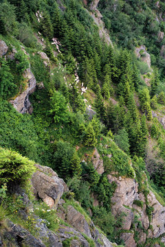 herd of sheep climbing among the rocks and trees on a steep slope. fagaras mountain romania