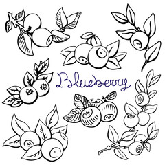 Blueberry hand drawn graphics elements black and white